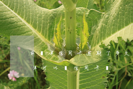 前幾年信用卡逾期了多久能好-去年逾期今年可以辦信用卡嗎