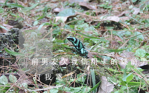 前男友欠我信用卡的錢(前男友信用卡欠錢總打我電話)