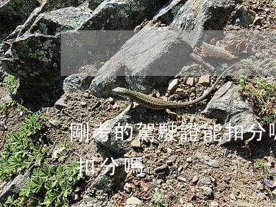 剛考的駕駛證能扣分嗎(剛考出來的駕駛證能扣分嗎)