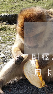 剛釋放出來信用卡逾期怎么辦(剛釋放出來信用卡逾期怎么辦呢)