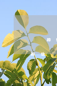 剝奪政治權(quán)利是什么意思(剝奪政治權(quán)利是什么意思判刑3年)