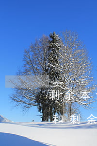 剩余本金vintage逾期率-逾期本金和剩余本金是什么意思