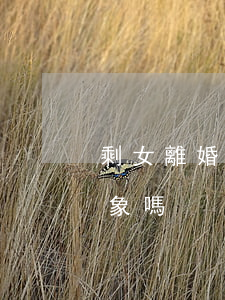 剩女離婚找不到工作(剩女好找對(duì)象嗎)