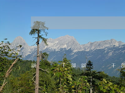 副國級干部(副國級干部住房待遇)