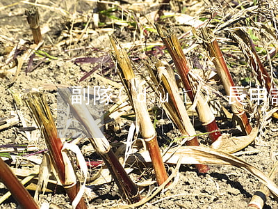 副隊(duì)長申請書