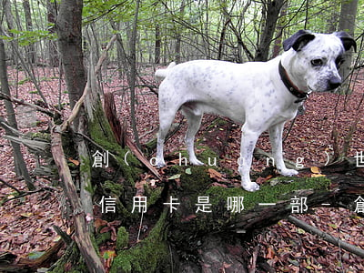 創(chuàng)世紀(jì)霍太太停信用卡是哪一部-創(chuàng)世紀(jì)霍太太停信用卡是第幾集