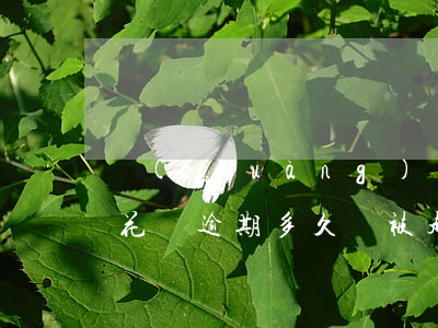 創(chuàng)興花唄逾期了會怎么樣(花唄逾期多久會被起訴?花唄逾期多久會打電話)