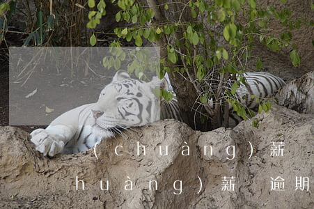 創(chuàng)薪貸逾期一天-創(chuàng)薪貸逾期一天有影響嗎