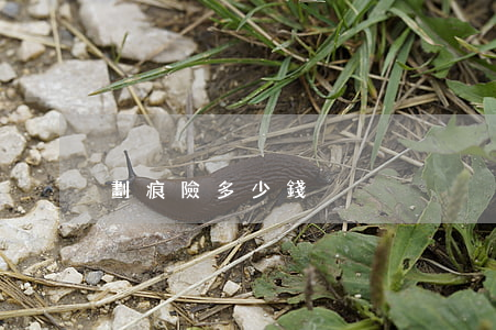 劃痕險多少錢