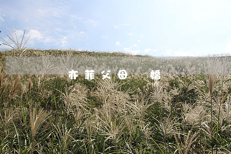 劉亦菲父母離婚