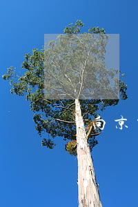 劉向京邵美芳離婚