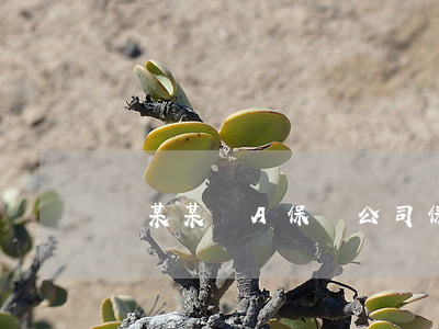 劉某某與A保險公司保險合同糾紛案