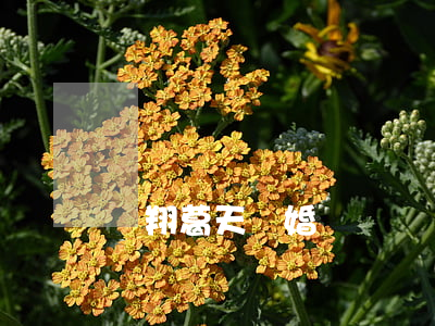 劉翔葛天離婚