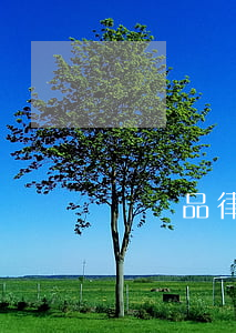劉興品律師怎么樣(劉興成律師)