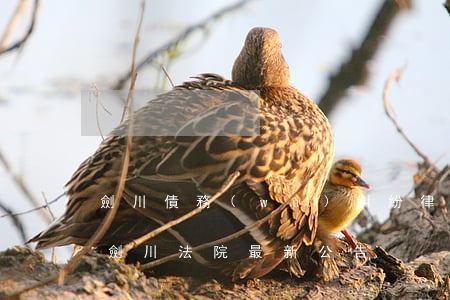 劍川債務(wù)糾紛律師價(jià)格(劍川法院最新公告)