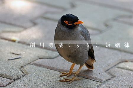 劍川專業(yè)婚姻律師