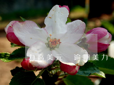 力高美元債逾期(美力債券)