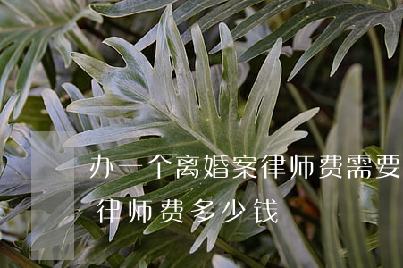 办一个离婚案律师费需要多少钱(请一个离婚律师费多少钱)
