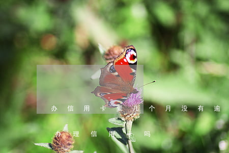 办信用卡要几个月没有逾期(逾期好几年还能办理信用卡吗)