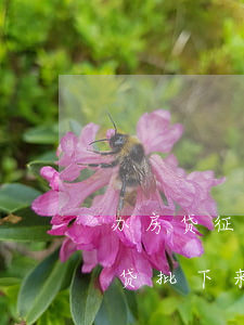 办房贷征信上有8次逾期(征信十几次逾期房贷批下来了)