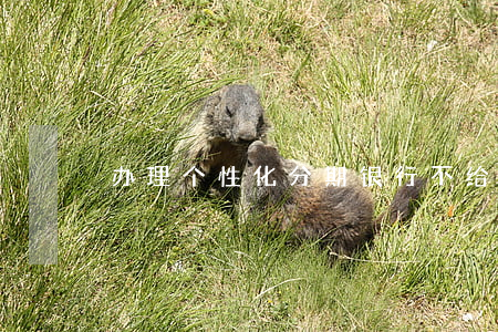 办理个性化分期银行不给办