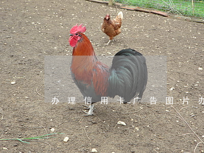 办理信用卡广告图片(办信用卡的广告)