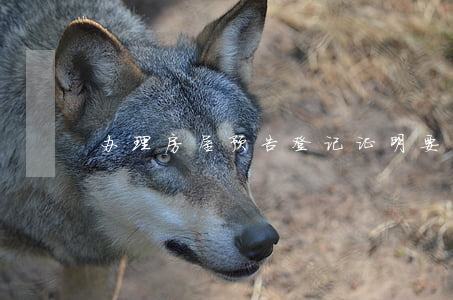 办理房屋预告登记证明要准备哪些东西