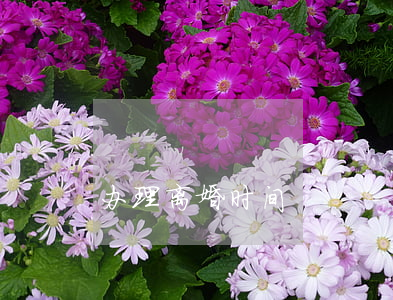 办理离婚时间
