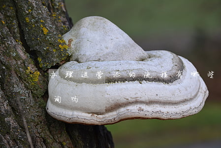 办理运营证的流程有哪些（运营证违章怎么查询吗）