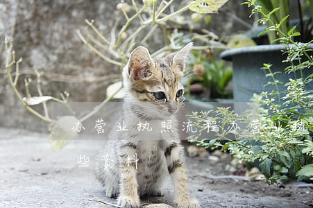 办营业执照流程，办营业执照的流程和需要哪些资料
