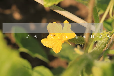 功夫貸欠1w怎么辦(功夫貸不還款會怎么樣)