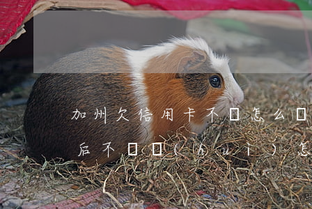 加州欠信用卡不還怎么處理(欠信用卡錢出國后不還會(huì)怎樣)