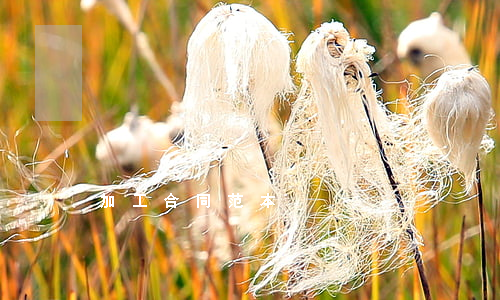 加工合同范本