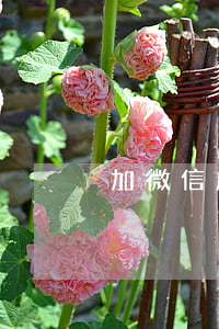 加微信處理逾期的-微享加逾期了怎么辦