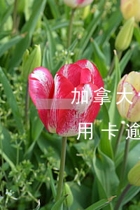 加拿大信用卡逾期還減少了額度-加拿大信用卡逾期還減少了額度怎么辦