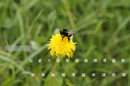加拿大旅游簽逾期滯留申請延期-加拿大旅游簽逾期滯留申請延期多久