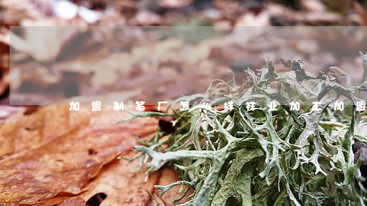 加盟制笔厂怎么样(袜业加工加盟)