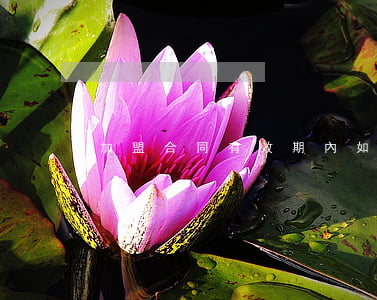 加盟合同有效期內如何中止