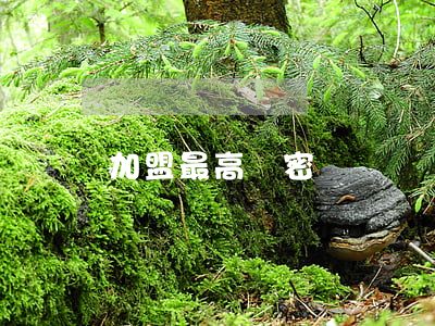 加盟最高雞密