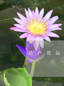 动产货品分期付款买卖契约