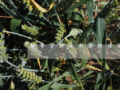 助学贷款逾期贷款理由(助学贷款逾期后果)