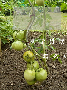 助学贷款逾期还款怎么办(助学贷款还款逾期了怎么办)
