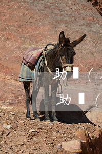 助學(xué)貸款13個(gè)月逾期(助學(xué)貸款逾期42次性質(zhì))