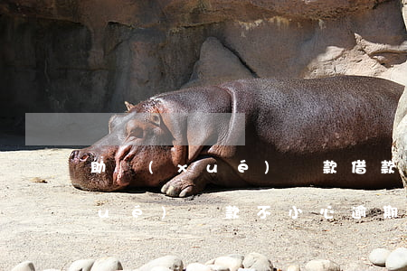 助學(xué)貸款借款逾期說明(助學(xué)貸款不小心逾期了)