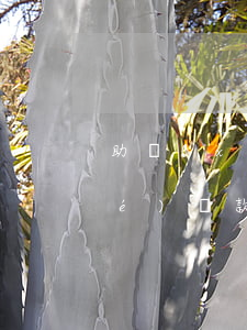 助學(xué)貸款怎么逾期了(助學(xué)貸款逾期了怎么辦)