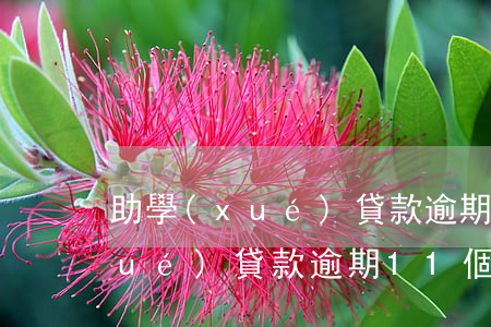 助學(xué)貸款逾期11個月(助學(xué)貸款逾期11個月,8個月超過90天會影響房貸嗎)
