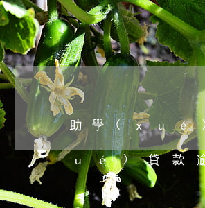 助學(xué)貸款逾期23個月(助學(xué)貸款逾期十幾天)