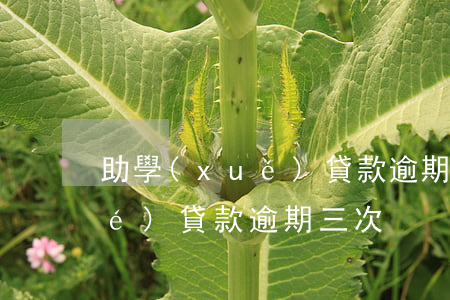 助學(xué)貸款逾期3次-助學(xué)貸款逾期三次