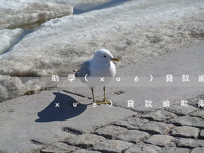 助學(xué)貸款逾期5天怎么辦(助學(xué)貸款逾期兩天怎么辦)