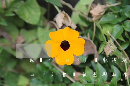 助學(xué)貸款逾期上征信嘛(助學(xué)金貸款逾期征信問(wèn)題怎么辦)